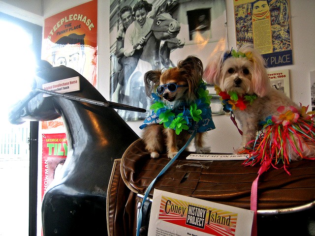 Pet Photo Day at the Coney Island History Project